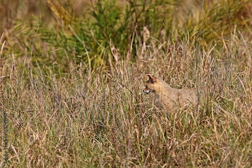 Beautiful jungle cat in the nature habitat in India. Very rare indian jungle cat.Indian wildlife and tiger prey.