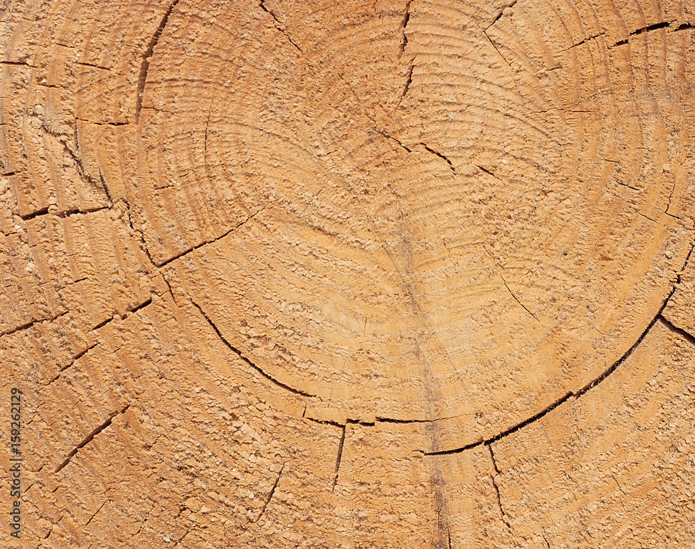 Fototapeta premium Close-up texture of a tree