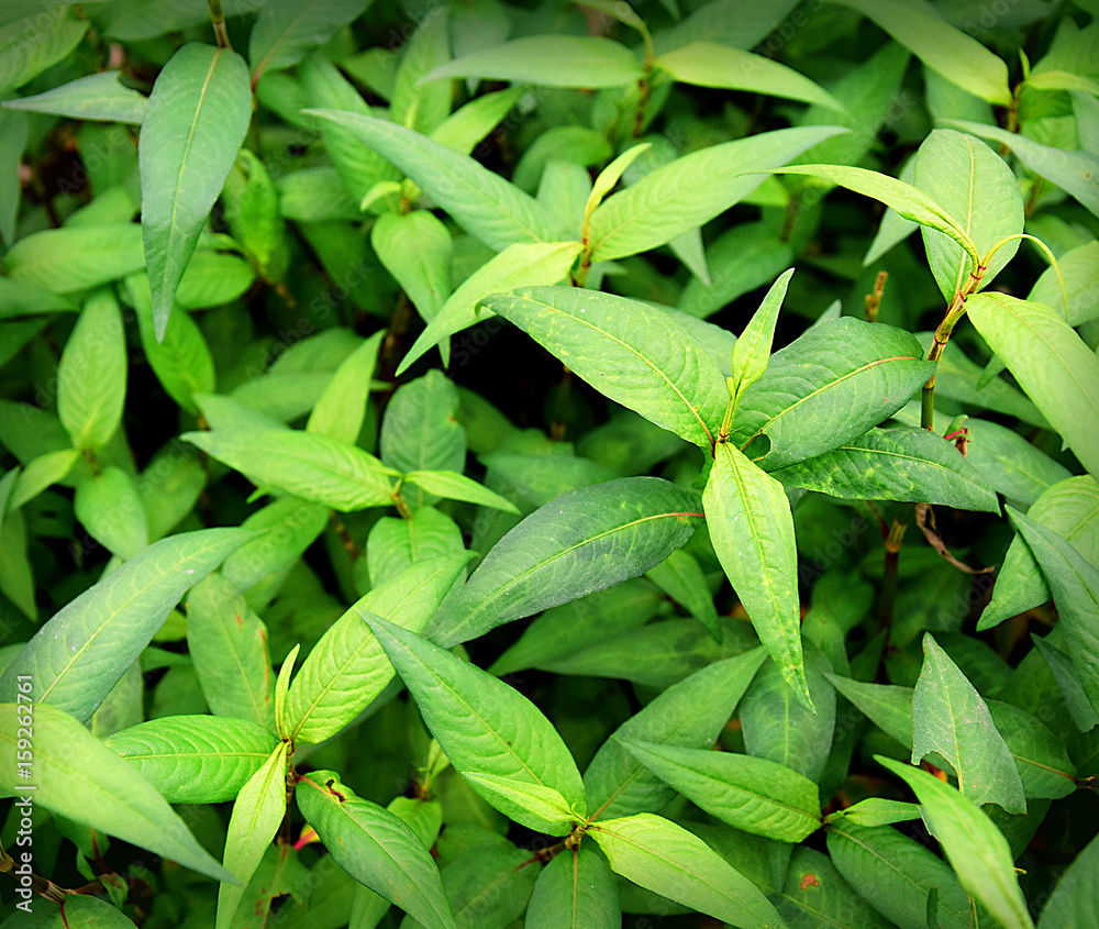 Vietnamese coriander herbs and vegetables. Vietnamese coriander herbs and vegetables.