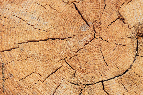 Close-up texture of a tree