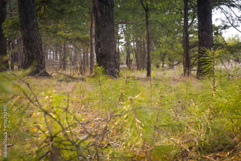 Obraz premium Morning Pine Forest