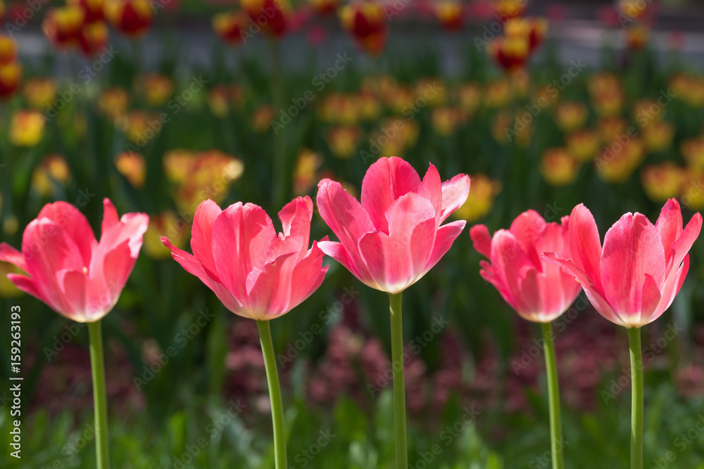 Flowering red tulips