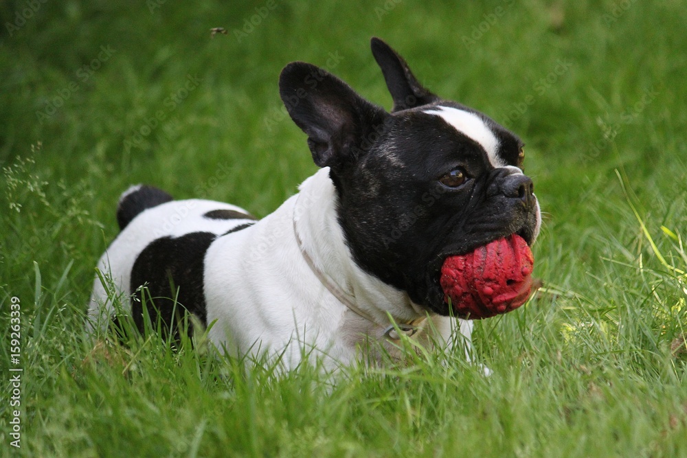französische bulldogge im garten mit spielzeug französische bulldogge im garten mit spielzeug