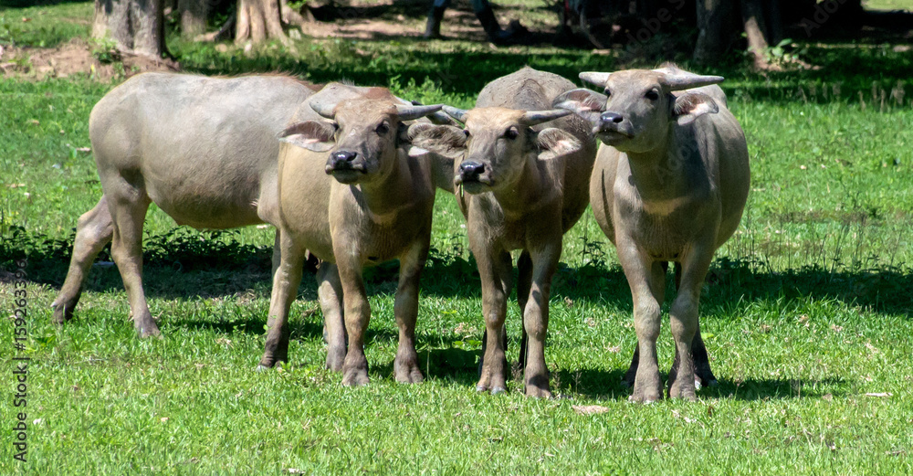 Buffaloes are staring at something. Buffaloes are staring at something.