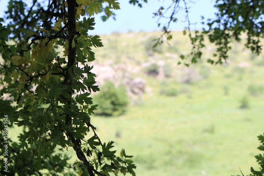 Fototapeta premium Baum
