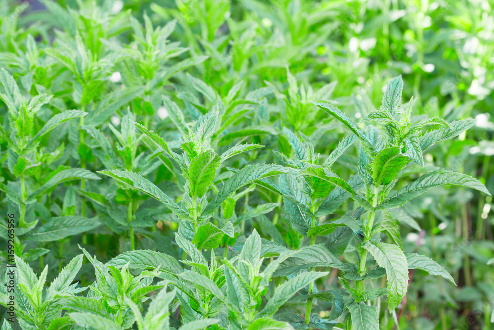 Fresh green mint bushes Fresh green mint bushes