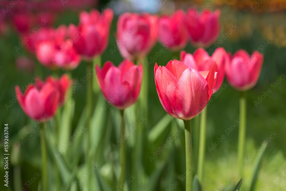 Flowering red tulips