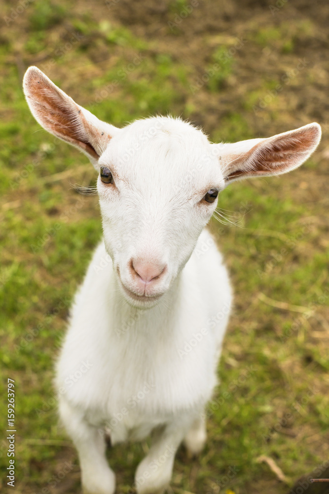 Smiling Goat Portrait./Smiling Goat Portrait. Smiling Goat Portrait./Smiling Goat Portrait.