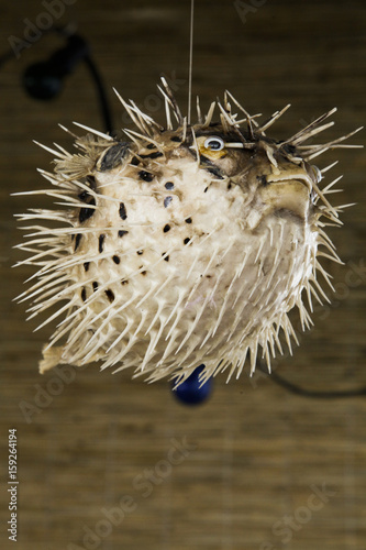 Stuffed ballfish hanging from the ceiling