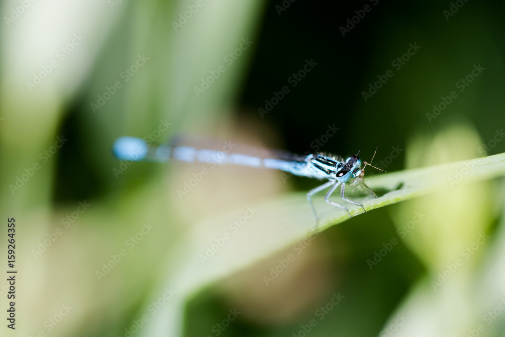 Azure, Southern damselfly, dragonfly eats insect at lakeside macro Azure, Southern damselfly, dragonfly eats insect at lakeside macro