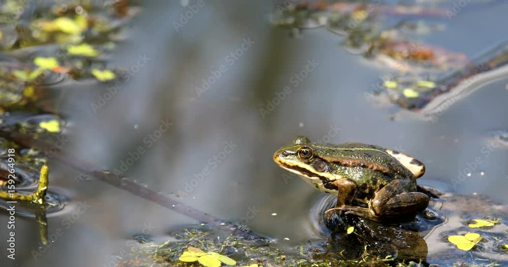 green marsh frog (Pelophylax ridibundus),largest frog native to Europe, Czech, European wildlife green marsh frog (Pelophylax ridibundus),largest frog native to Europe, Czech, European wildlife