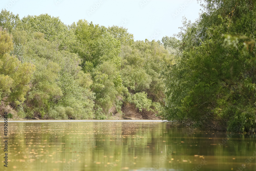 Green trees in spring on delta shores tributary of the Danube River Green trees in spring on delta shores tributary of the Danube River