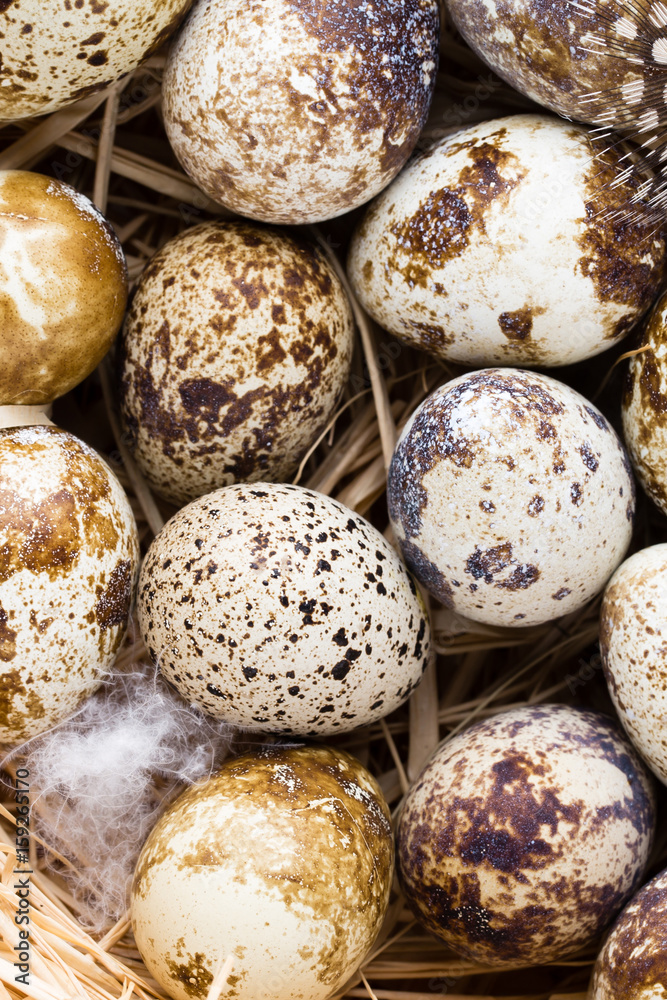 Quail eggs in the nest, a symbol of spring. Quail eggs in the nest, a symbol of spring.