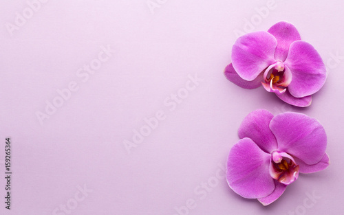 Pink beautiful orchid on colored background.