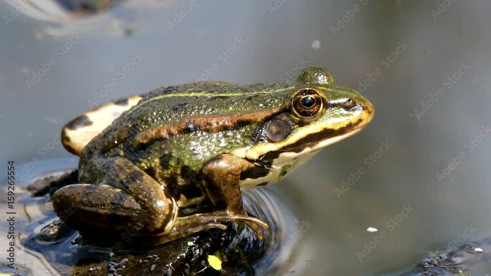 green marsh frog (Pelophylax ridibundus),largest frog native to Europe, Czech, European wildlife green marsh frog (Pelophylax ridibundus),largest frog native to Europe, Czech, European wildlife