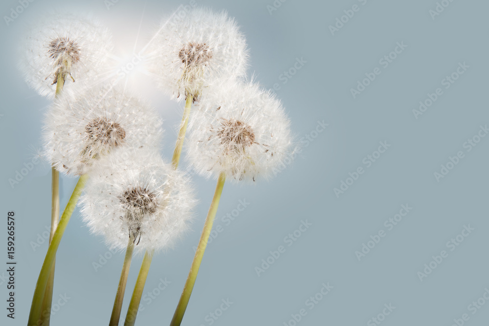 Sunny dandelions