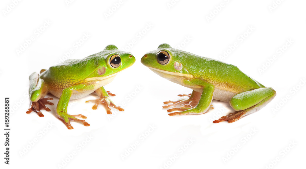 Obraz premium Two tree frogs
