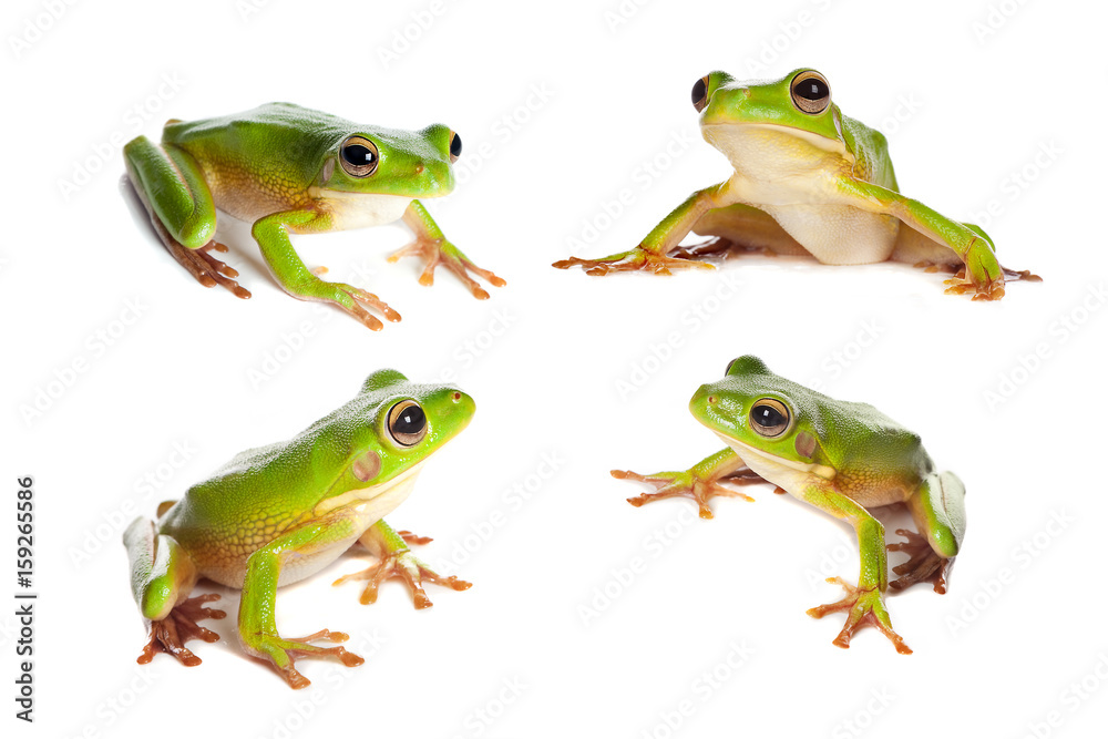 Obraz premium Four frogs on white