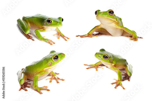 Four frogs on white