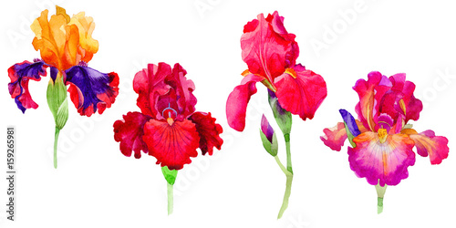 Fototapeta Naklejka Na Ścianę i Meble -  Wildflower irises flower in a watercolor style isolated.