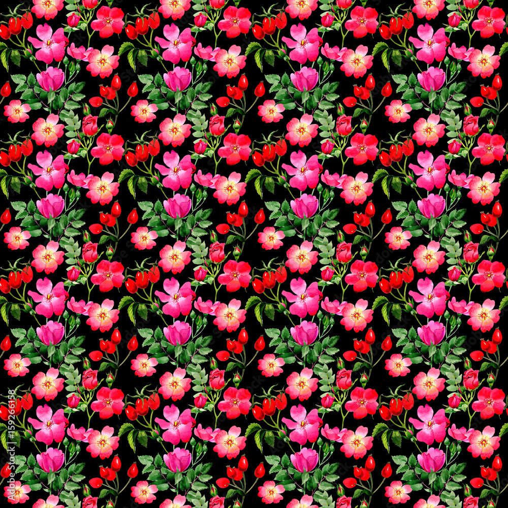 Wildflower rose arkansana flower pattern in a watercolor style isolated.
