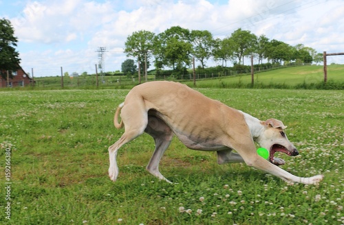 witziger windhund spielt mit ball im garten