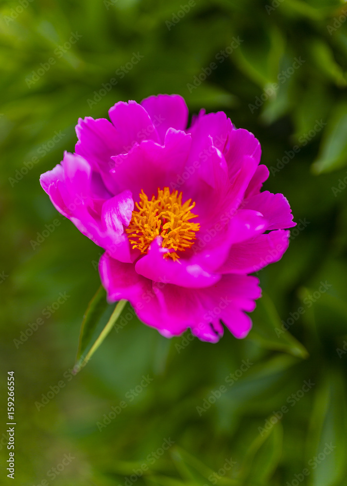 Beautiful blooming pink peony flower in the garden.