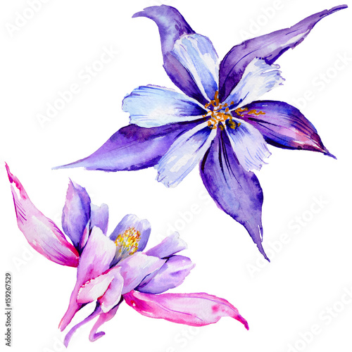 Wildflower exotic flower in a watercolor style isolated. © yanushkov