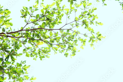 Tree branch sky background