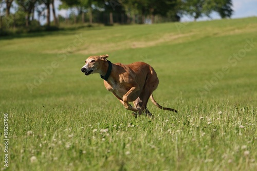 windhund rennt im park