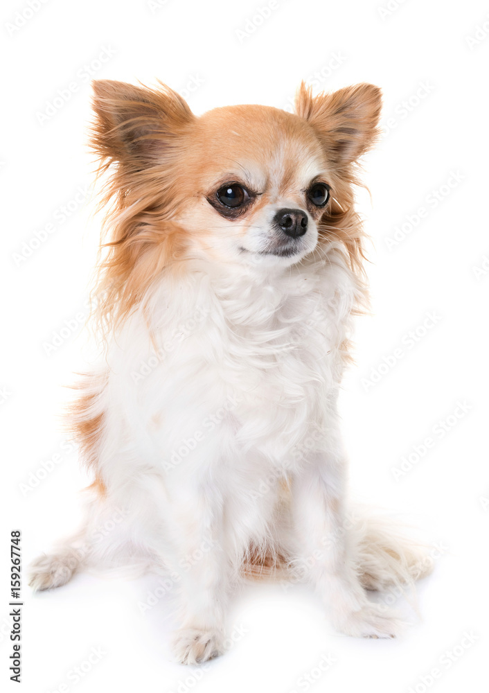 chihuahua howling in studio chihuahua howling in studio