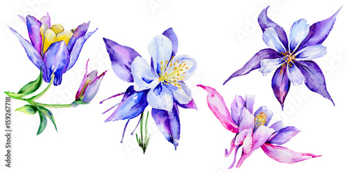 Wildflower exotic flower in a watercolor style isolated.