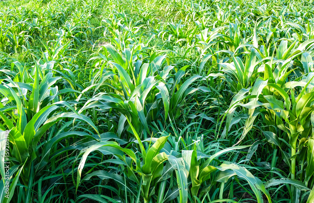 Row pattern of plowed field and sprout corn with sunlight in countryside or rural, begin or start up life concept Row pattern of plowed field and sprout corn with sunlight in countryside or rural, begin or start up life concept