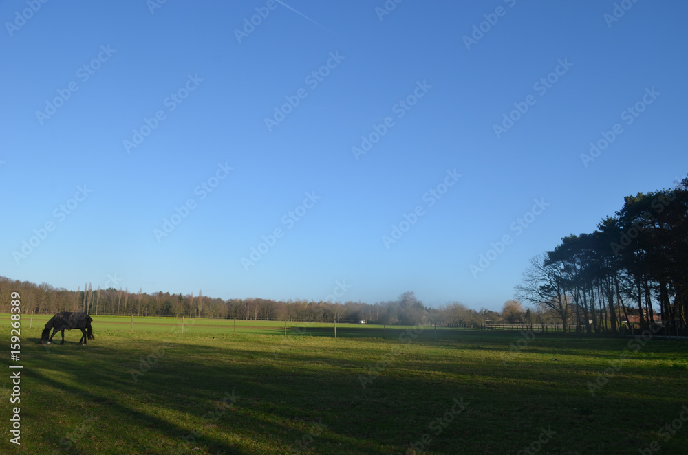 Naklejka premium Horse in meadow