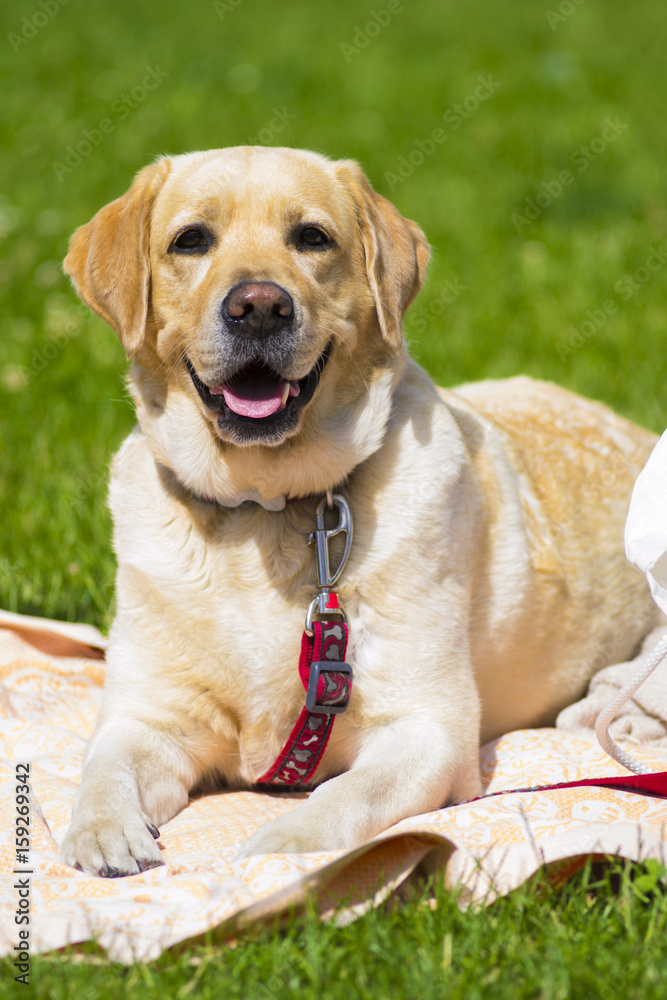 Labrador. Smiling labrador dog. Labrador dog outdoors