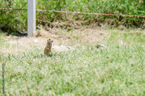 Ground Squirrel Watching From The Grass