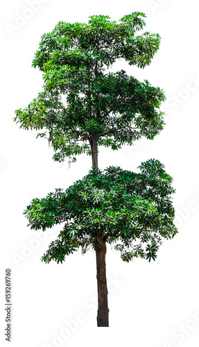 big fresh green tree isolated on white background  conservative or preservative forest concept