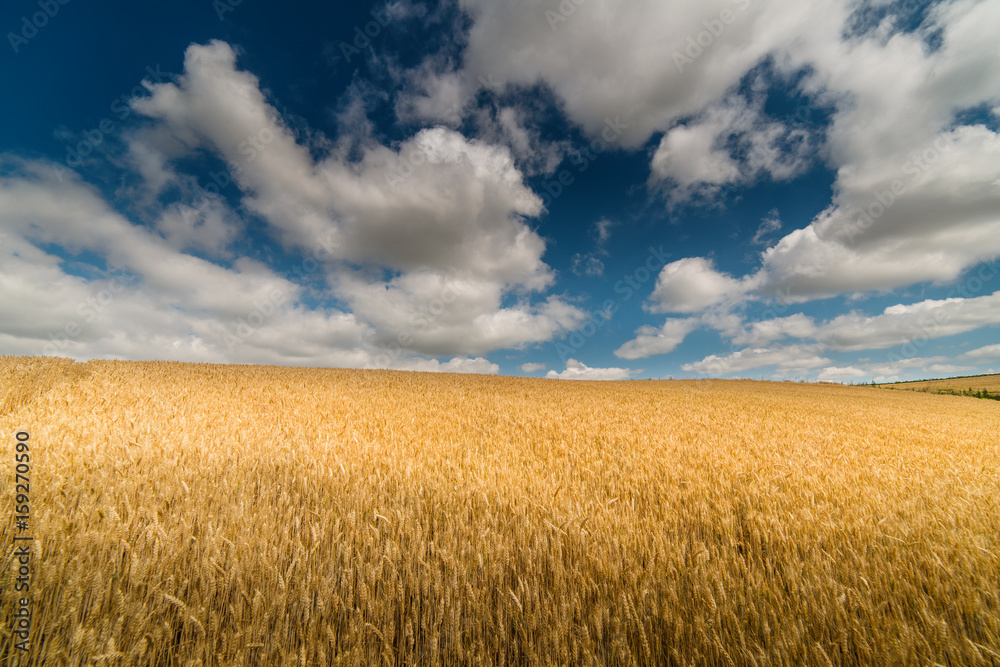 Wheat field in sunny summer day