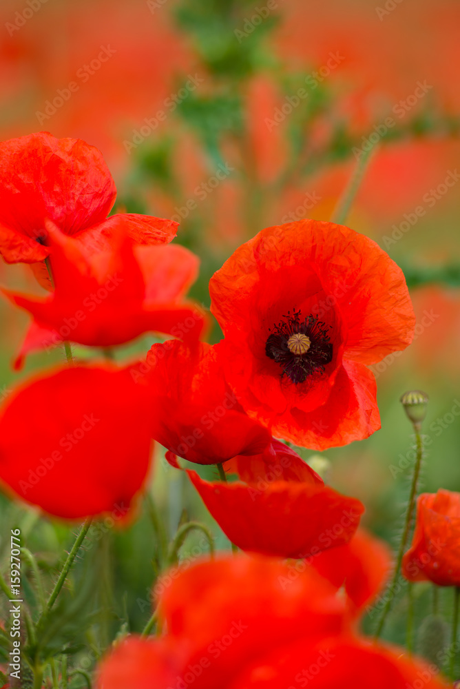A large field of poppies and other summer flowers A large field of poppies and other summer flowers