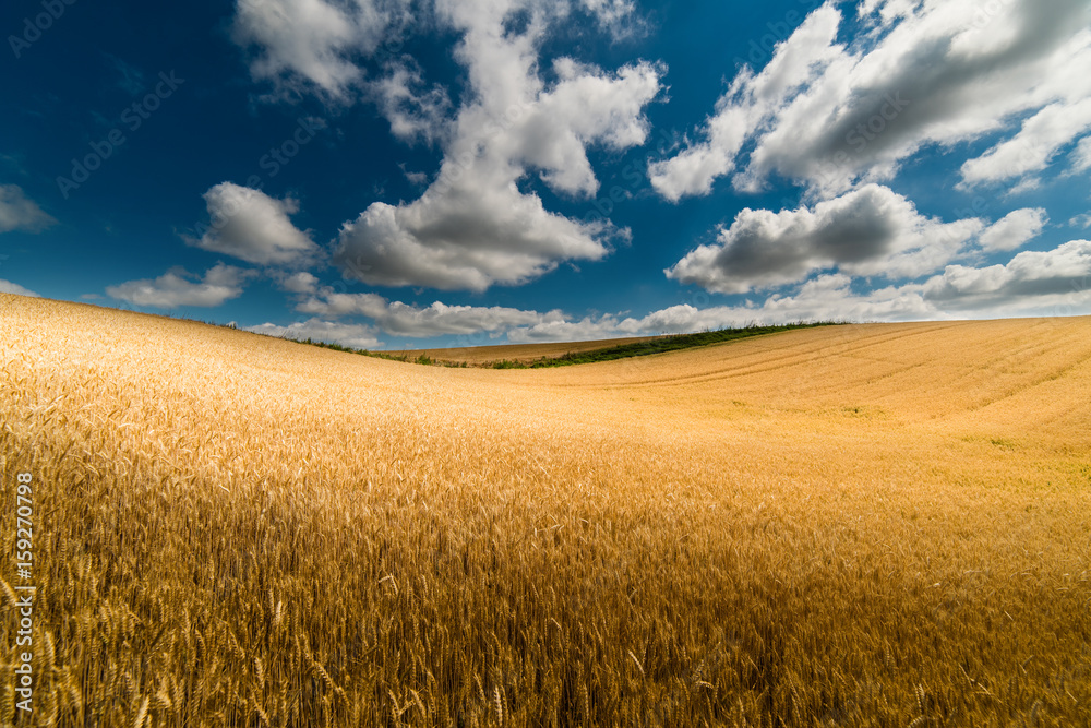 Wheat field in sunny summer day