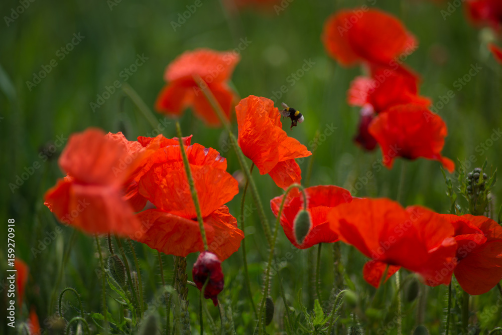 Obraz premium Wonderful poppy field in late may. Landscape with nice sunset over poppy field. Red poppies close-up.