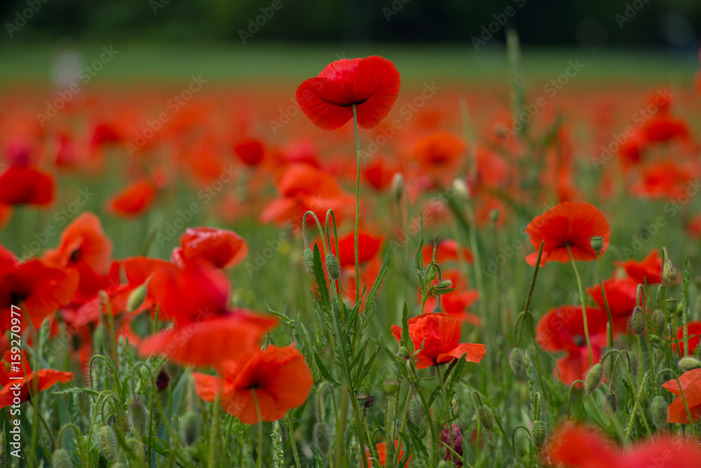 A large field of poppies and other summer flowers