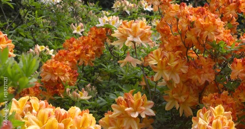 Orange yellow blooming azalea mollis photo