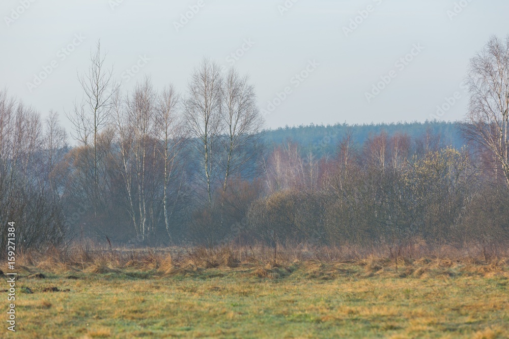 Fototapeta premium Morning meadow with fog at sunrise