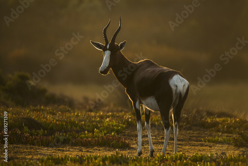 Male Bontebok at sunset photo