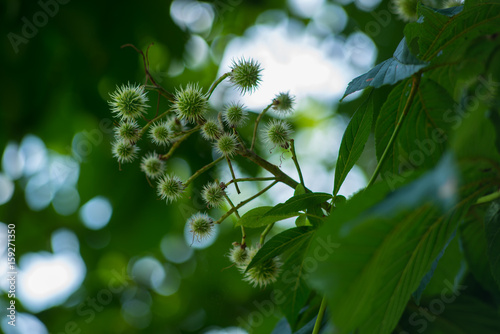 Chestnut Hedgehogs