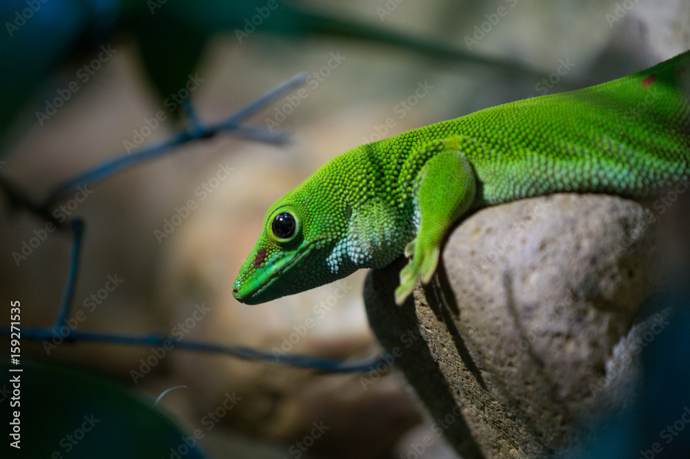 Fototapeta premium Madagascar Day Gecko
