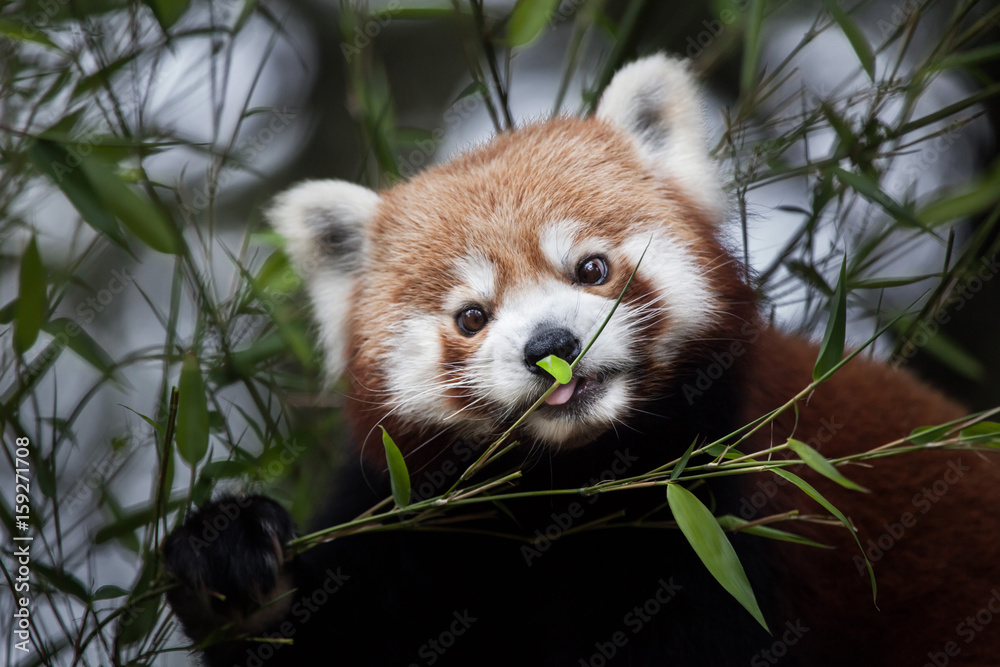 Fototapeta premium Western red panda (Ailurus fulgens fulgens)