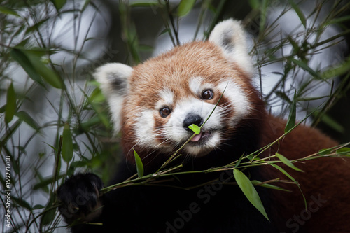Fototapeta Naklejka Na Ścianę i Meble -  Western red panda (Ailurus fulgens fulgens)