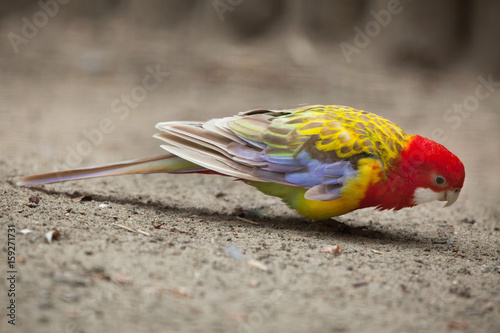 Eastern rosella (Platycercus eximius). photo